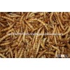 Dried Mealworms - Bulks