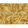 dried mealworm fish food