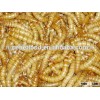 dried mealworm bird food&aquarium fish food gusano de harina