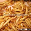 bulk dried fish and reptile dried mealworm