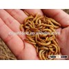 Rich Nutrition Yellow Dried Mealworm