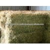 Best Quality Alfalfa Hay in Stock.