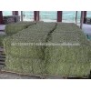 Top Quality Alfalfa hay for sale