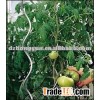 tomato plant spiral support stakes