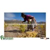 ORGANIC QUINOA cereal grain from Peru