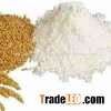 NEW CROP WHEAT FLOUR FROM INDIA