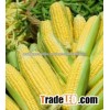 CORN FLOUR SPECIFICATIONS
