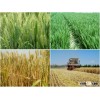 vital wheat gluten used animal feed high protein