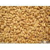 factory high protein wheat gluten