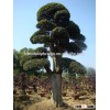 landscaping and outdoor bonsai usage Chinese ulmus pulila
