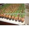 Ficus Ginseng