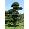 Large Outdoor Bonsai Trees Made in Japan