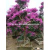 Bougainvillea glabra
