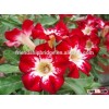 red pink white blooming Adenium obesum of outdoor indoor natural decorative ornamental plants