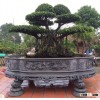 Ficus outdoor decoration with traditional style