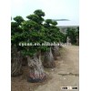 Ficus microcarpa