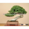 Japanese Bonsai Tree for Garden Ornament