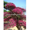red flower Loropetalum chinense for ornamental outdoor landscaping beautiful bonsai plants