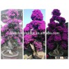 small medium big size multicolor blooming Bougainvillea spectabilis Willd of decorative ornamental o