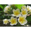 Yellow flowers Plumeria rubra L. cv. Acutifolia