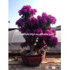 purple flowers Bougainvillea bonsai