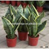 golden green Sansevieria for indoor ornamental bonsai plants