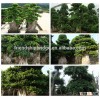 big size medium small size shaped outdoor indoor ornamental foliage bonsai plants of Ficus Microcarp