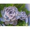 succulent plants Echeveria