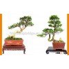 The Chinese boxwood tree Buxus sinica bonsai