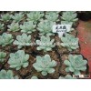 Echeveria pulidonis of succulent plants