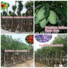 for outdoor landscaping ornamental bonsai plants