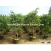 natural evergreen Ficus benjamina L