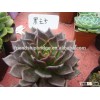 Echeveia 'Black Prince' of succulent plants