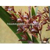 Chinese orchid Cymbidium suavissimum bonsai