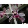 Chinese orchid Cymbidium bicolor bonsai