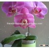 Chinese orchid Phalaenopsis bonsai