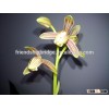 Chinese orchid Cymbidium nanulum bonsai