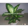 decoration plant Aglaonema seedling