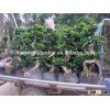 S shape Ficus Microcarpa