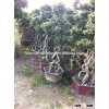 Middle size Braid tower shape bonsai ficus microcarpa