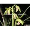 Chinese orchid Cymbidium defoliatum bonsai