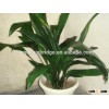 The plant Aglaonema seedling outdoor decoration plant