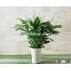 Spathiphyllum kochii