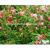 blooming Nerium indicum Milli of outdoor landscaping foliage decorative ornamental plants