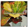 multi color leaves foliage Codiaeum variegatum of outdoor landscaping decorative ornamental plants