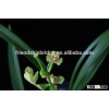 Chinese orchid Cymbidium ensifolium bonsai