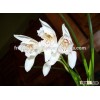 Chinese orchid Cymbidium wenshanense bonsai