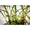 Chinese orchid Cymbidium goeringii bonsai