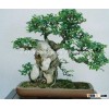 Arstistic style Ulmus pumila tree bonsai