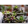 Anacampseros rufescens 'Sunrise' succulent plants
